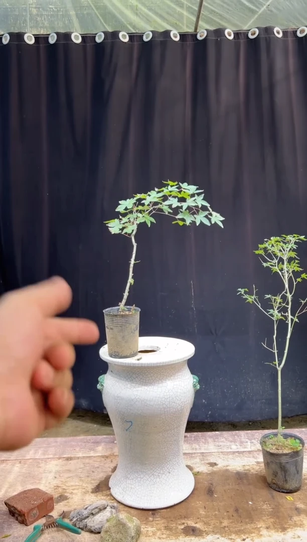 当前无花朵，栽培后可花朵h**g海岛栀子花