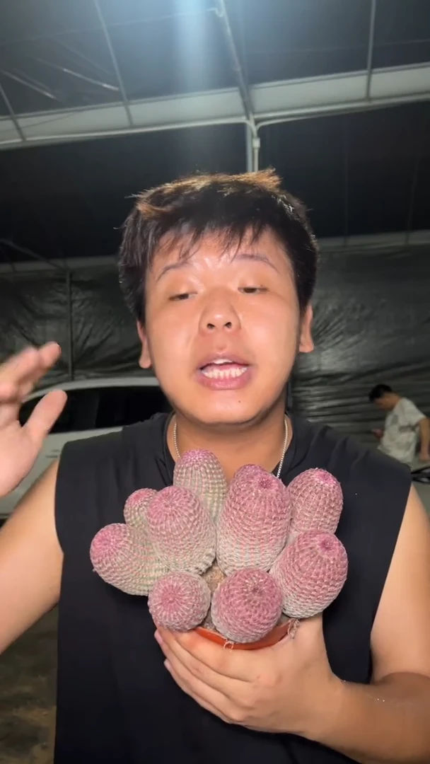 9头起发 红太阳【带根】
