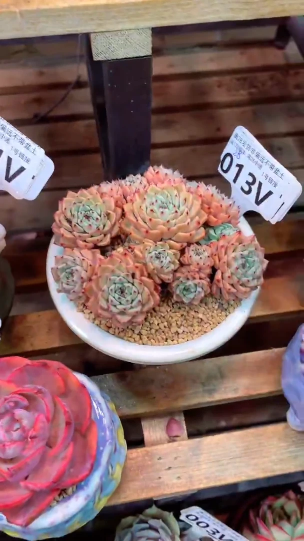 013V（一物一拍实付满28发货，默认不带盆土）