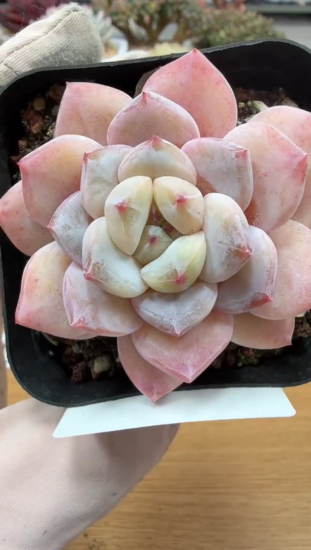 东云多肉园二店-148