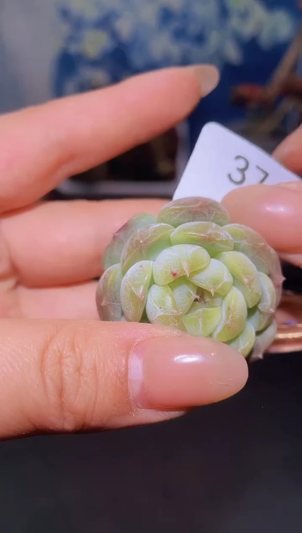 【闪购商品】374白色恋人