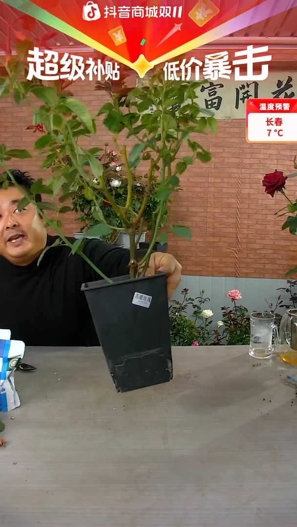 当前无花朵，栽培后可花朵苏珊