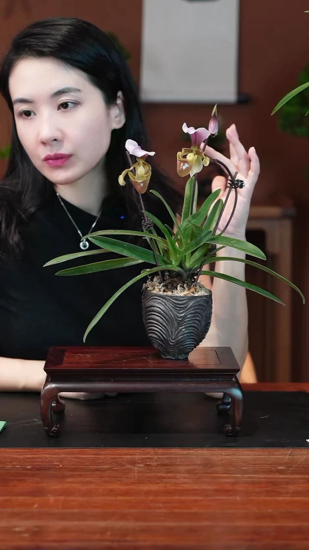无花朵兜兰盆景盆景盆景