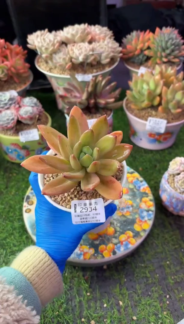 昆明印象多肉2934