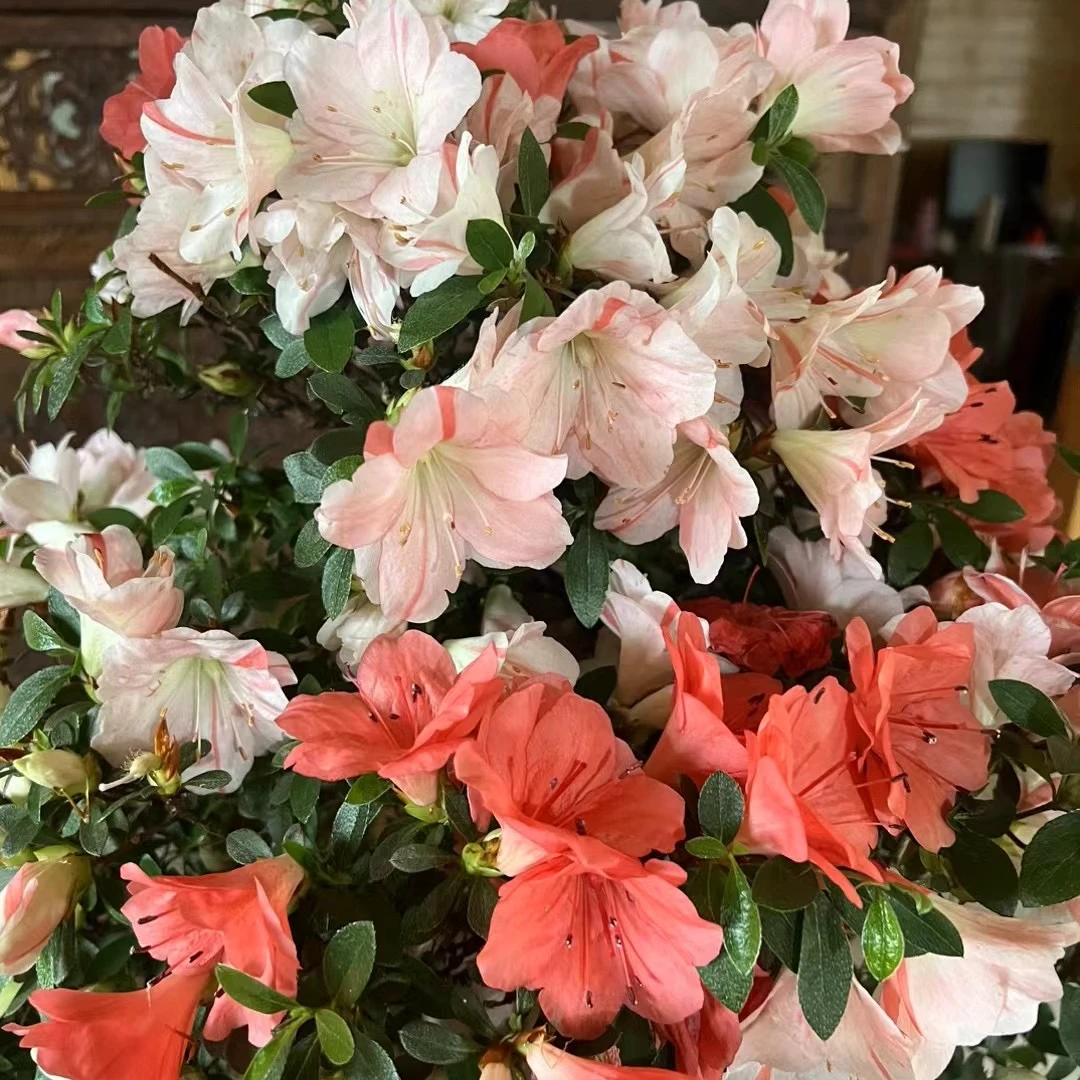 原生皋月杜鹃造型盆景盆栽花卉杜鹃花（一物一拍专属链接）