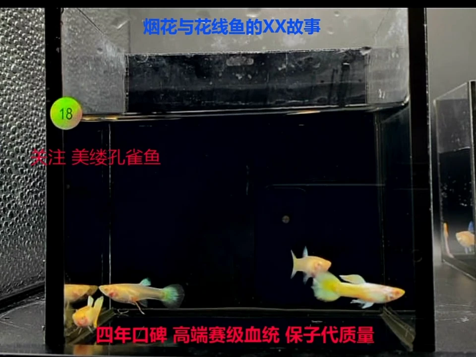 孔雀鱼加强黄金幼鱼2对