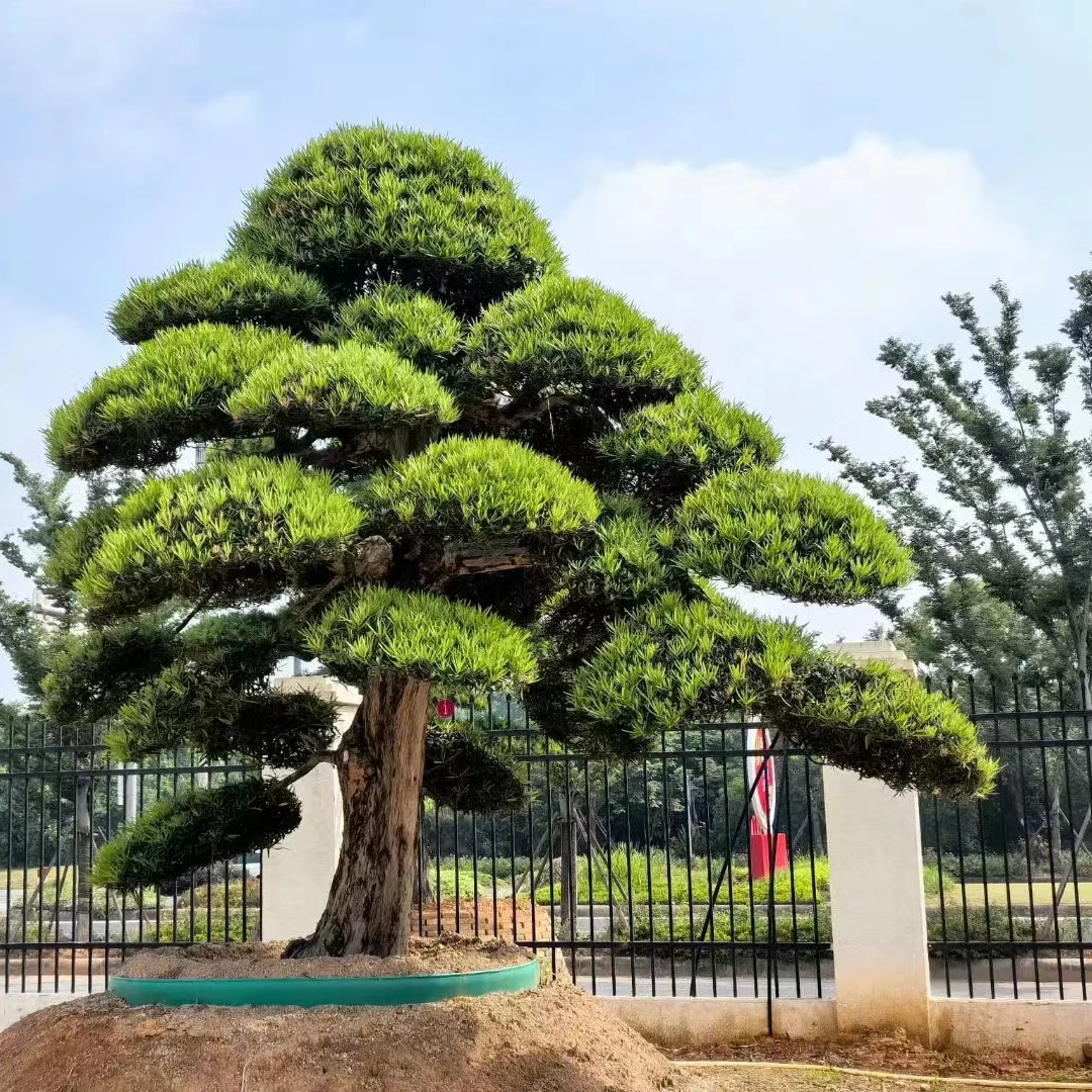 罗汉松造型树 别墅庭院 盆栽 地栽景观树基地