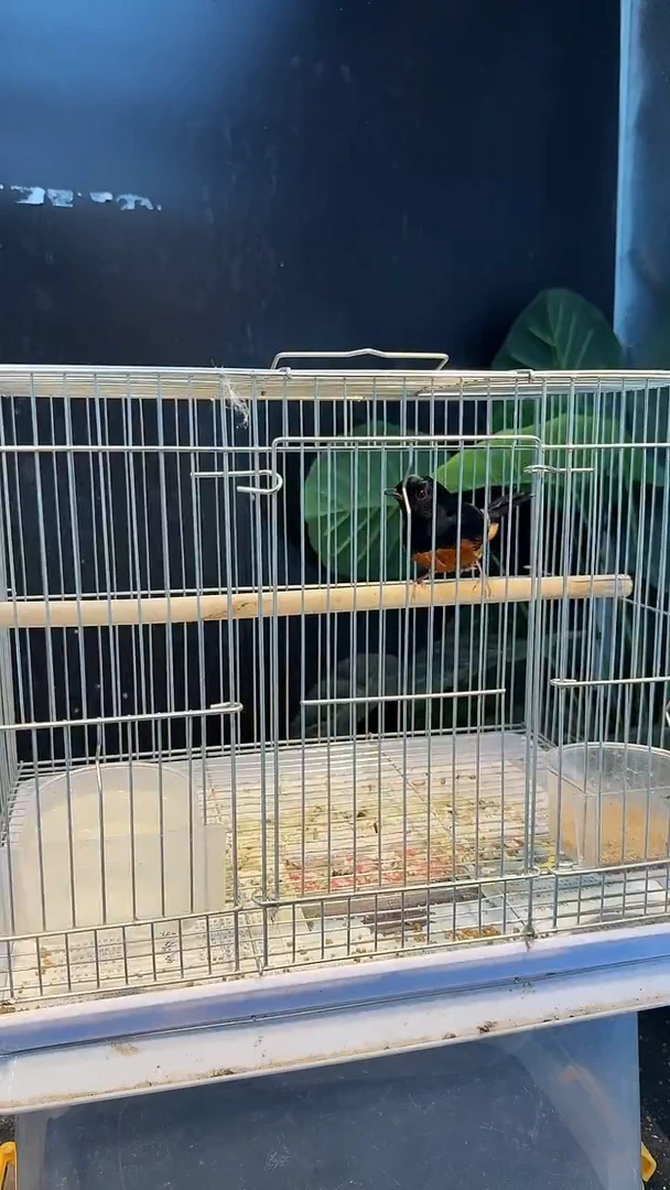 虎皮鹦鹉16号长尾养笼0元起拍