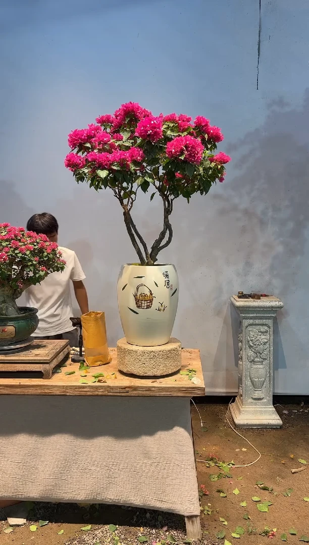 全部花朵拥****光三角梅吗20