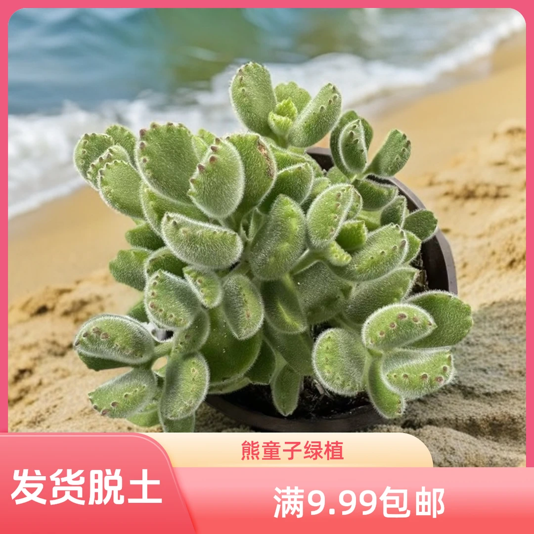 熊童子 脱土发货  星花怒放 阳台 露台 办公室绿植植