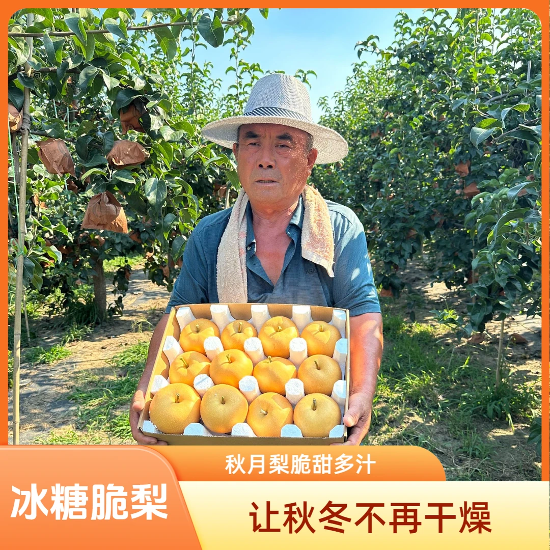 山东正宗秋月梨新鲜水果脆梨子甜梨薄皮多汁大果秋月梨礼盒冰糖梨