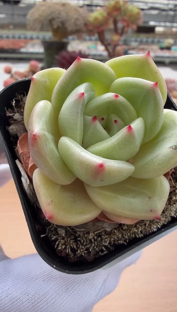 东云多肉园二店-09