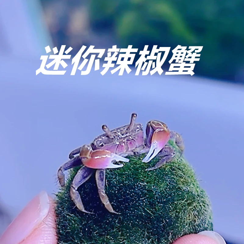 观赏鱼宠物螃蟹迷你辣椒蟹观赏蟹活体淡水蟹鱼缸爬宠豆豆蟹