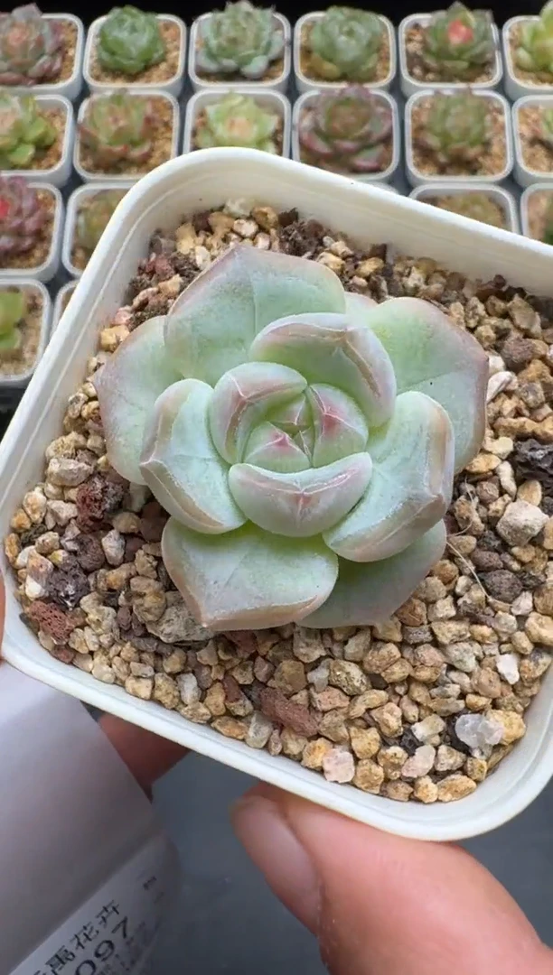 96G云禹多肉植物 脱土纸巾打包 3颗包邮
