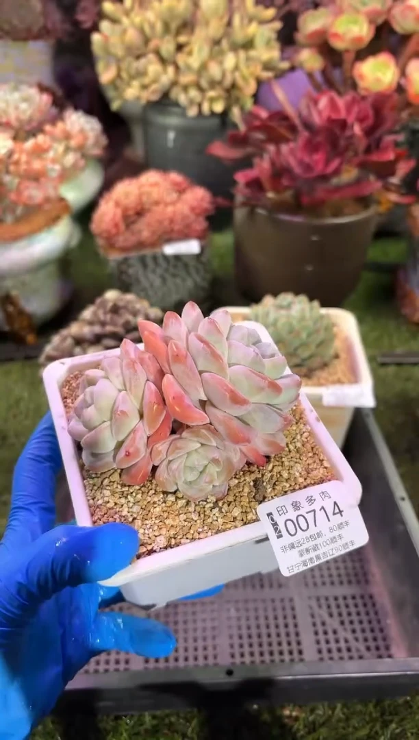 【闪购商品】00714