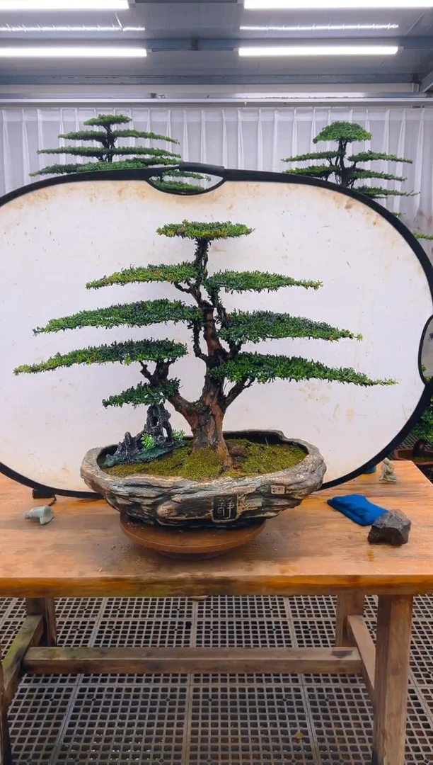 无花朵J***y精品盆景直播间一物一拍