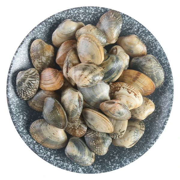鲜活花蛤（大号30-40粒） 500g/份