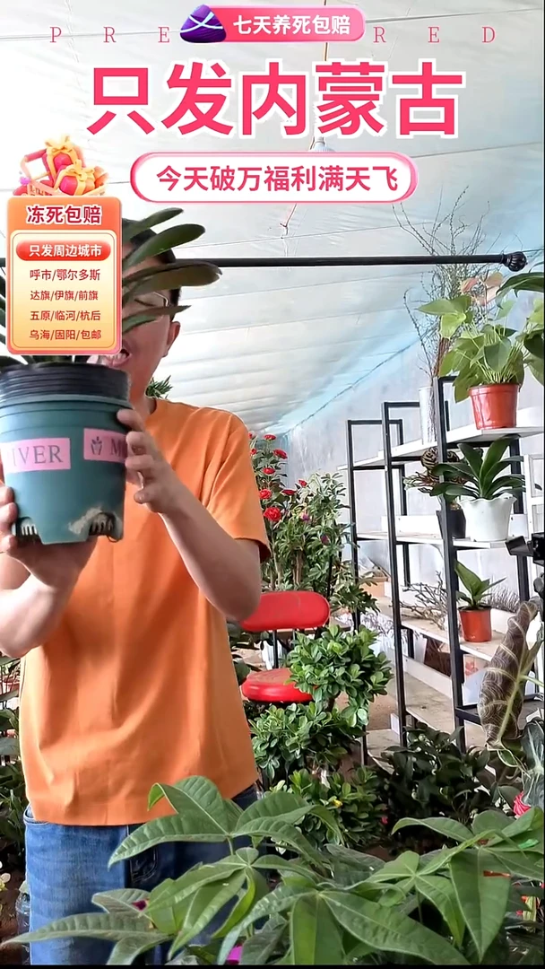 完全开放君子兰送盆