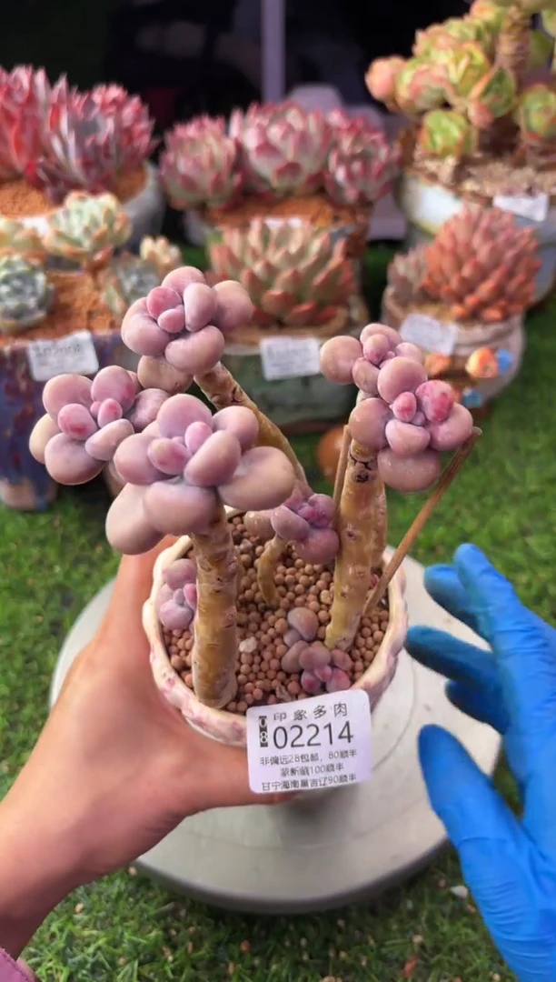 昆明印象多肉02214