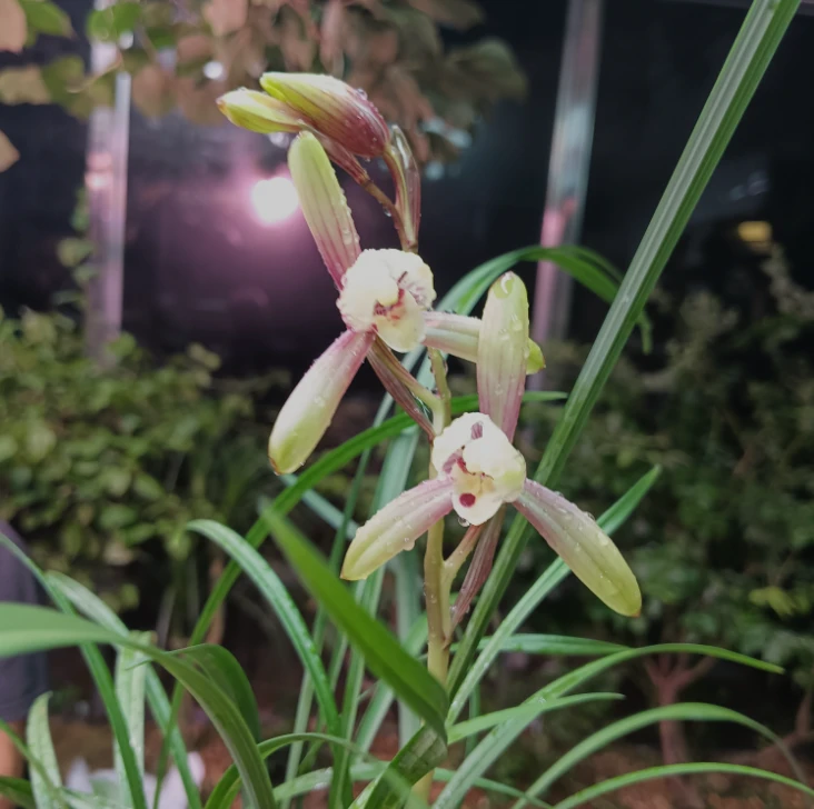 墨兰东方红神荷原盆发货