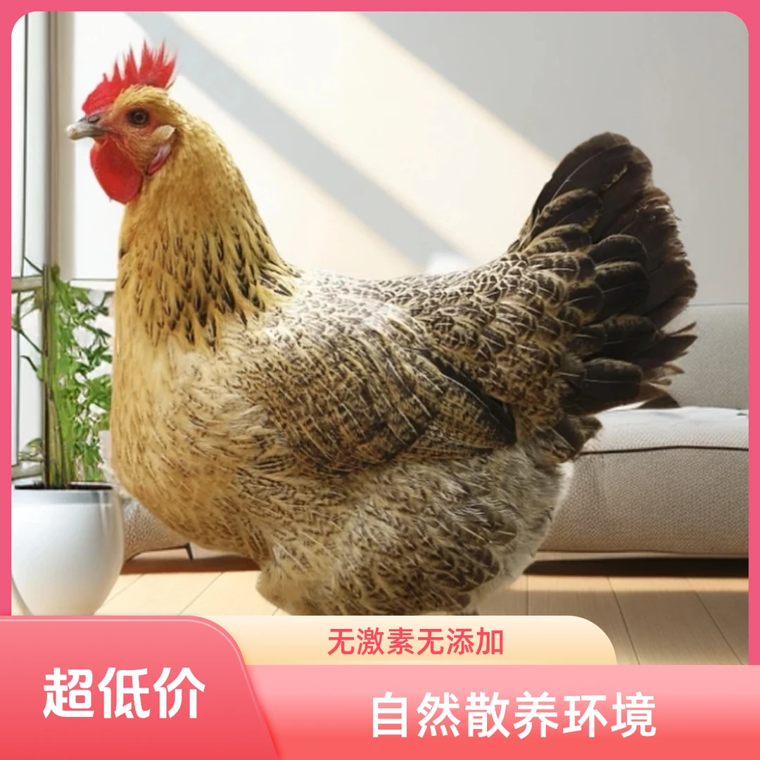 《12只京东包邮》农村散养土鸡产绿壳蛋的土鸡活鸡年产240枚左右