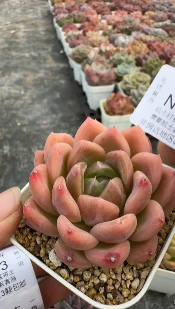 651N带盆土发(6.5cm杯） 当场拍3颗以上包柚 多肉植物 一物一拍