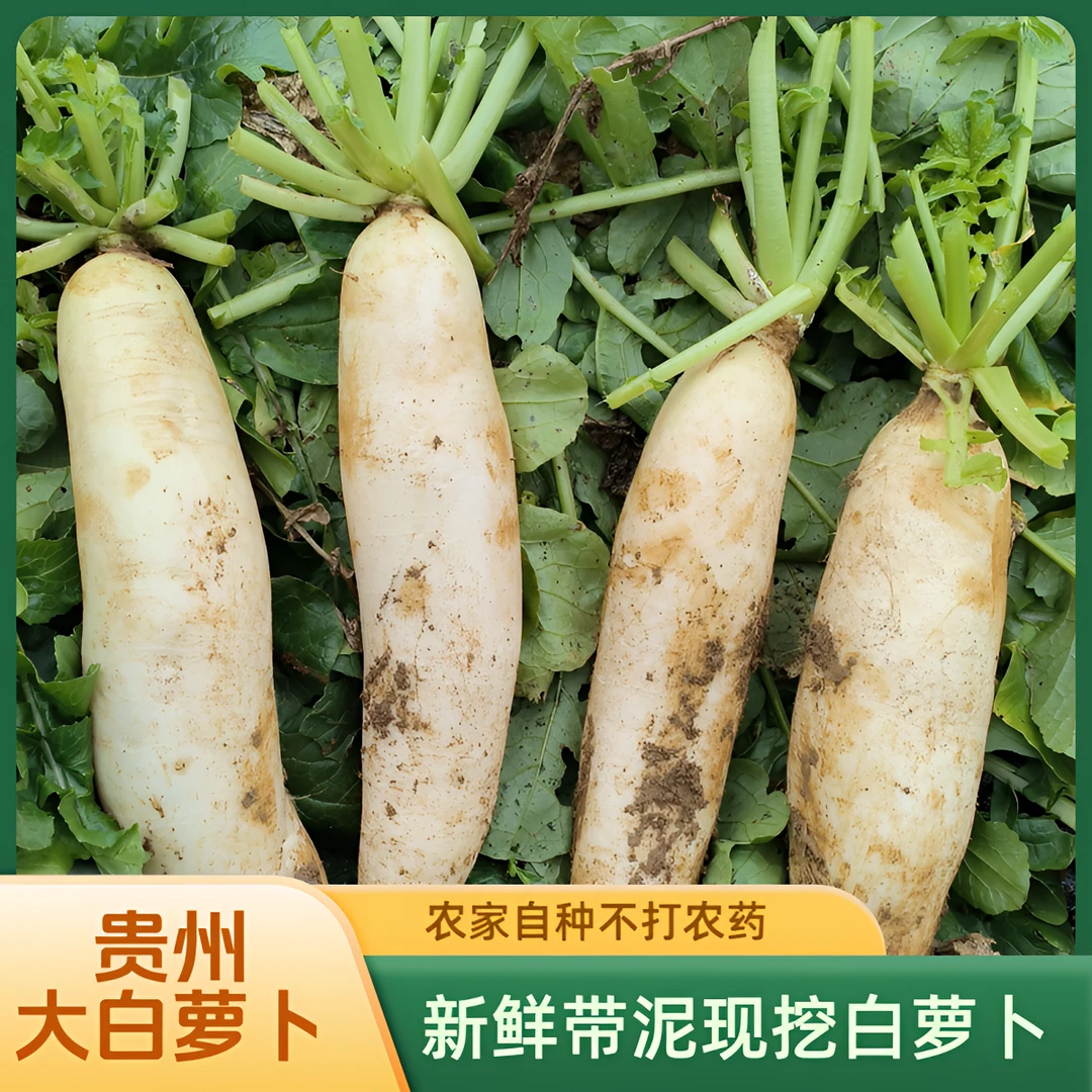 贵州高山种植新鲜农家青白萝卜大白萝卜炖肉萝卜素菜萝卜3/5/9斤
