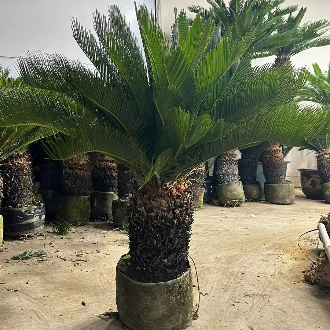 荷花铁四季长青植物室内室外可养殖懒人专属植物