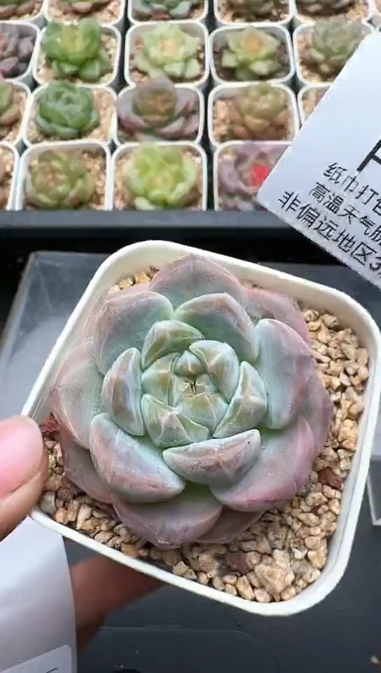 882F云禹多肉植物 默认脱土纸巾打包 3颗包邮