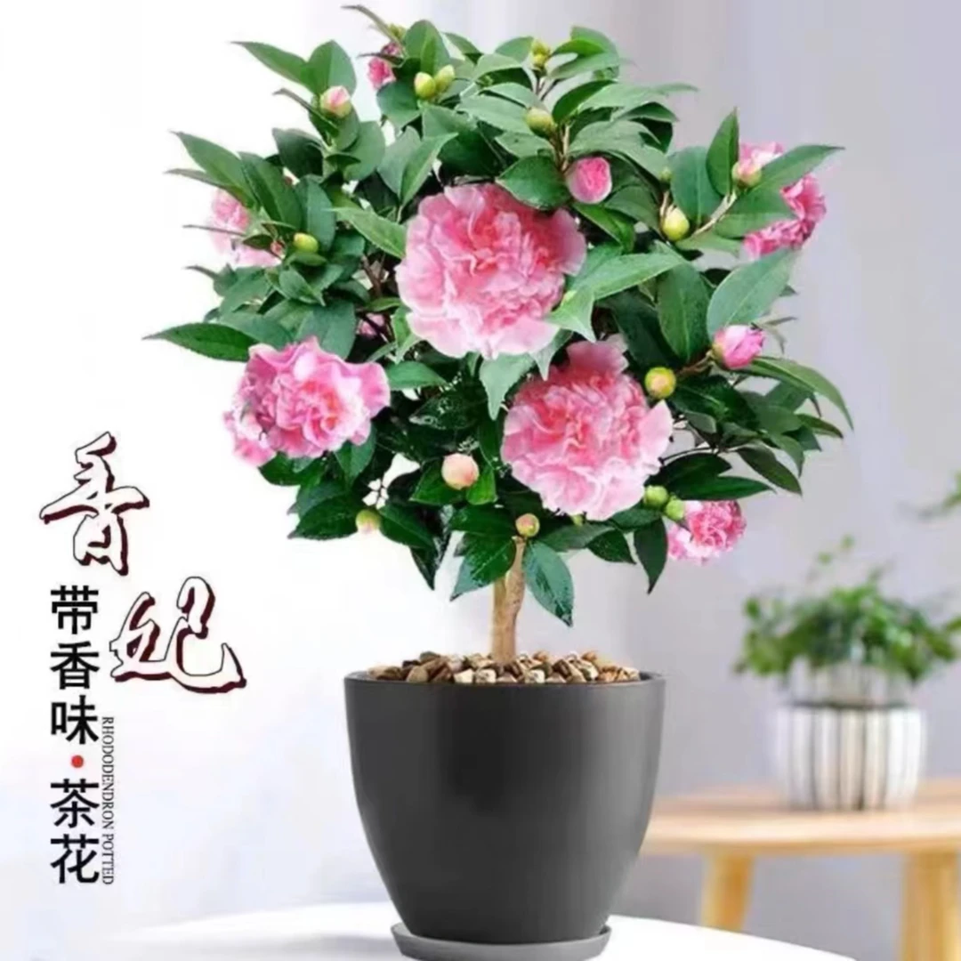 山茶花香妃大花好养活