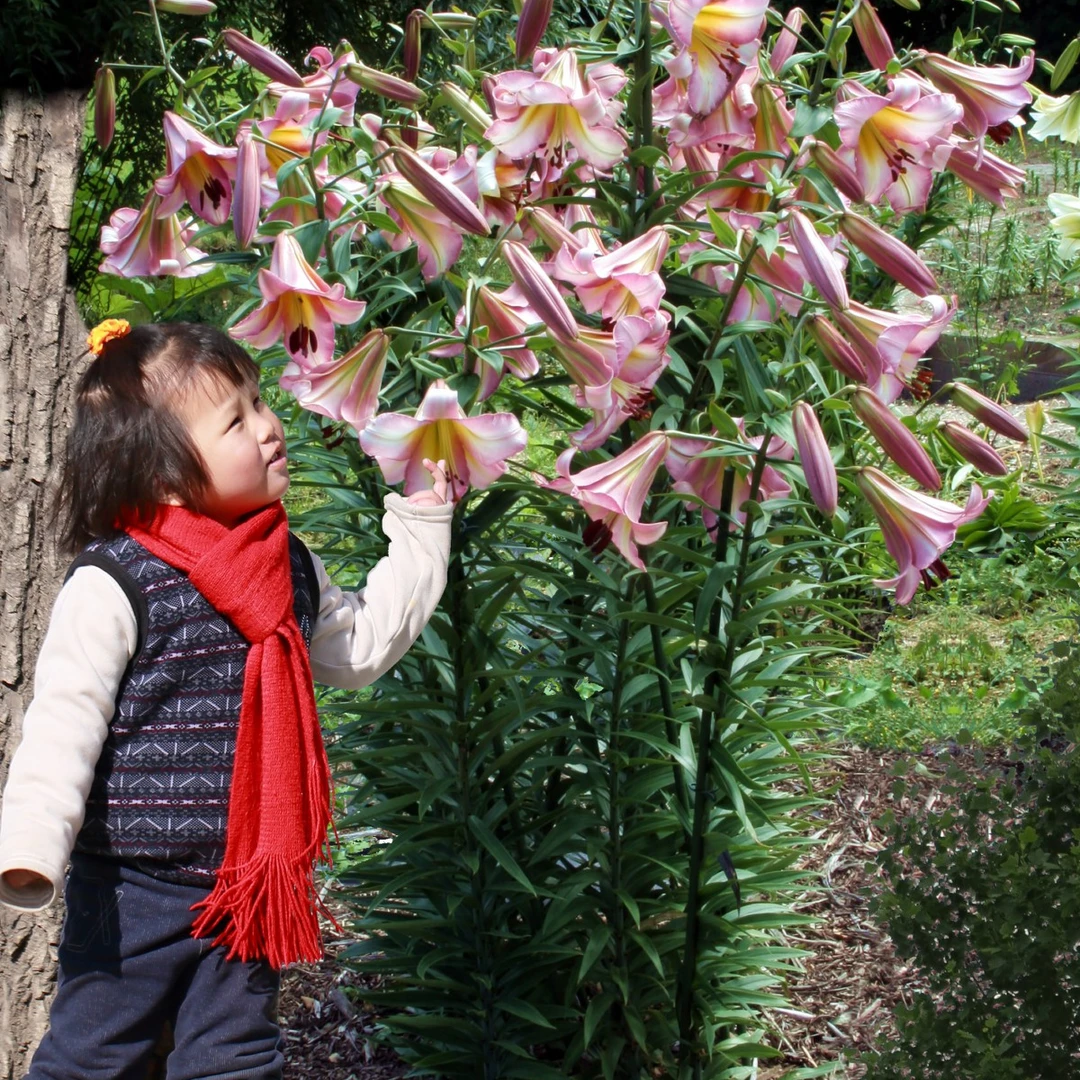 【北京月亮】14/16 庭院香水百合种球进口百合种球进口种球