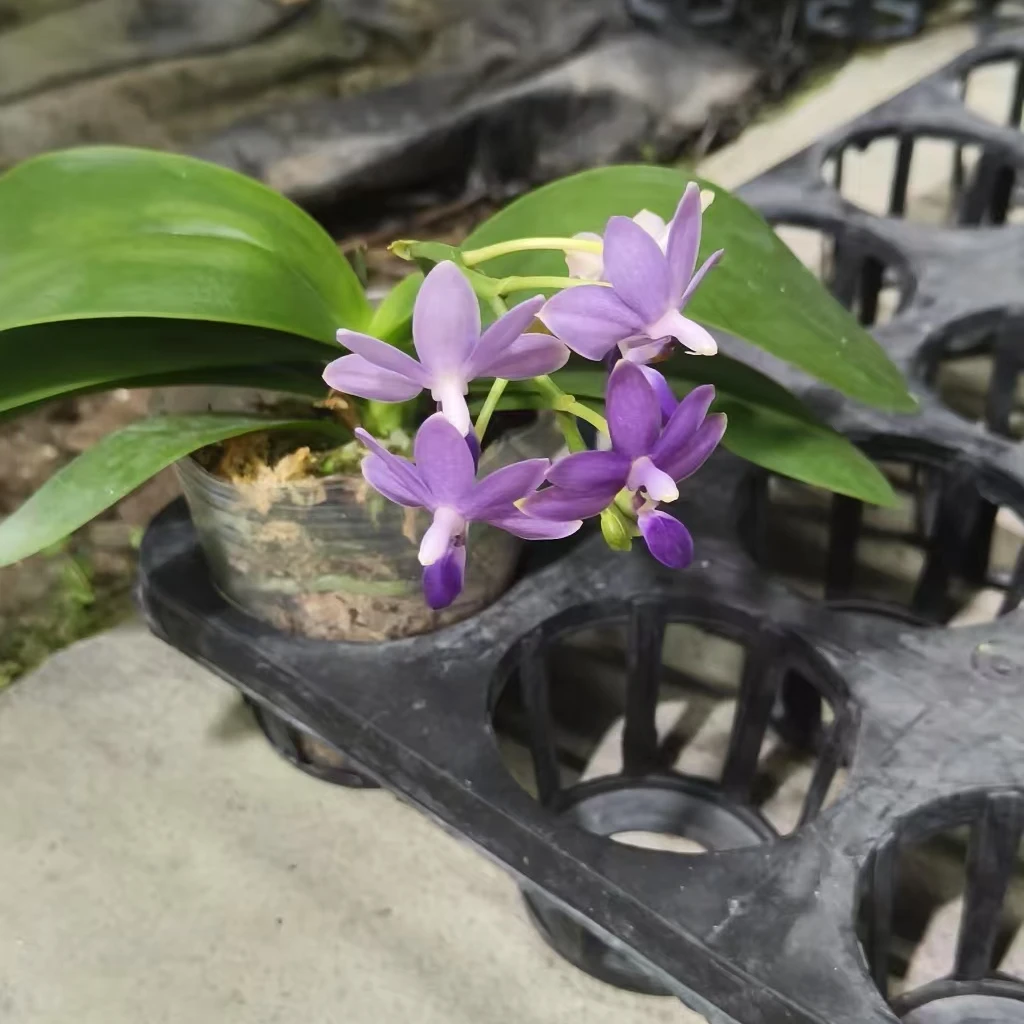 2.8寸杯紫马丁蝴蝶兰带花大花真花兰花 花卉室内植物