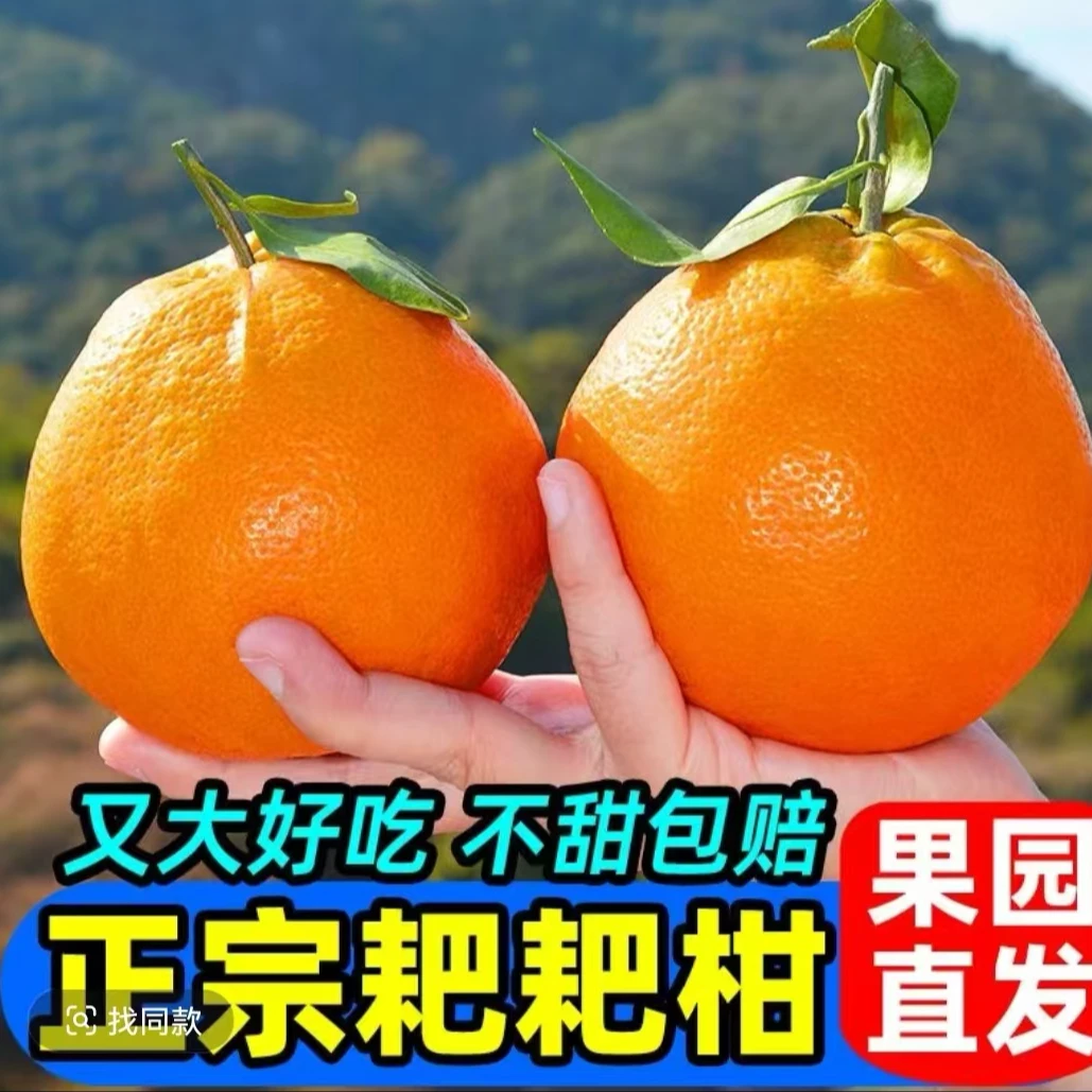 【自然成熟】四川春见耙耙柑新鲜水果自然成熟柑橘W
