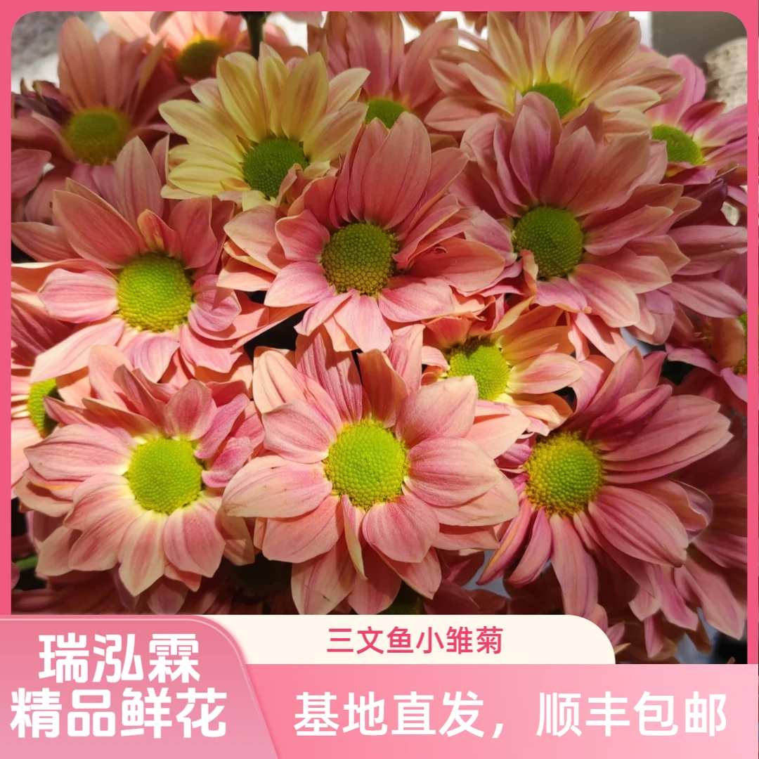 （三文鱼）小雏菊 东北基地直发顺丰包邮 水生鲜切花