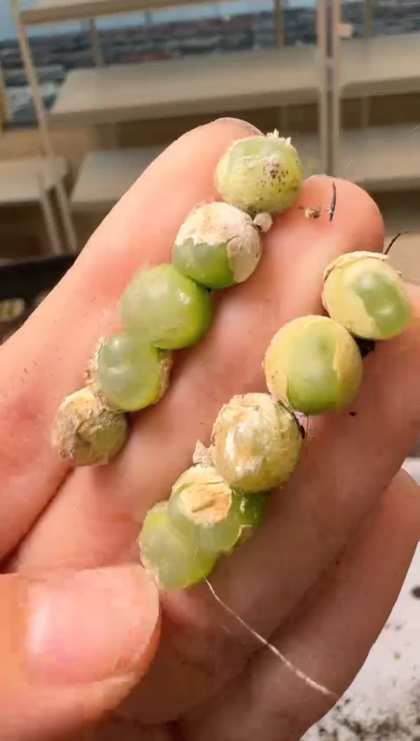 28-294多肉植物肉锥拉登一颗