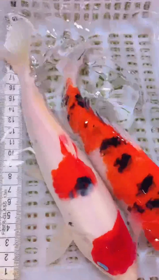 锦鲤冷水观赏鱼全场包邮126