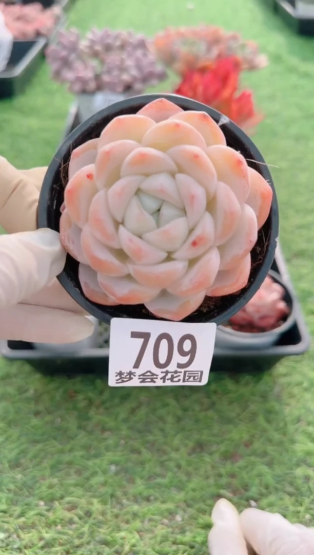 【闪购商品】梦会多肉一物一拍