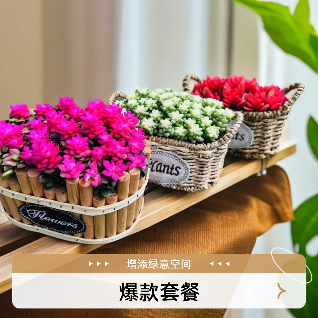 多肉植物组合套餐 绿植盆栽垂吊群生好养室内装饰  新手好养绿植