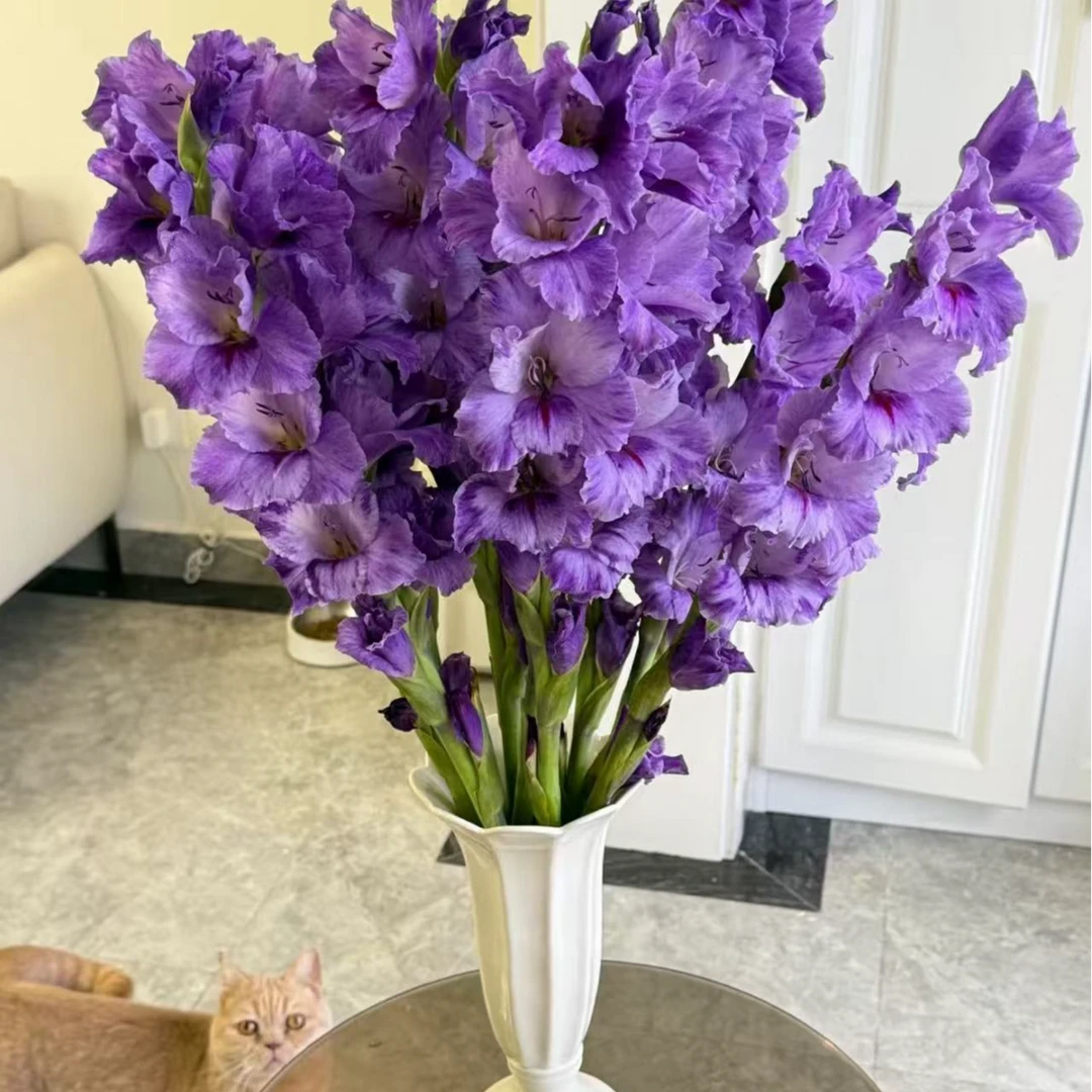 【基地直发】紫色派对剑兰鲜花节节高真花一单包邮含保鲜剂