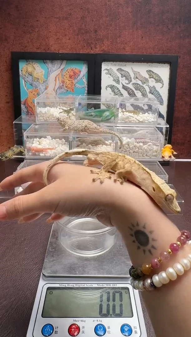 睫角守宫鳞与尾 Scale Tail 爬宠J80