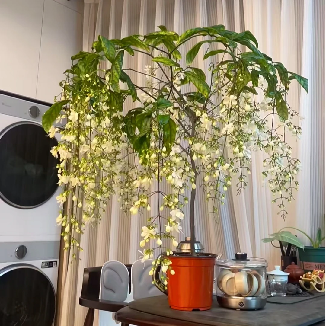 【高60-70】垂丝茉莉带花苞带花独杆棒棒糖开花花卉绿植