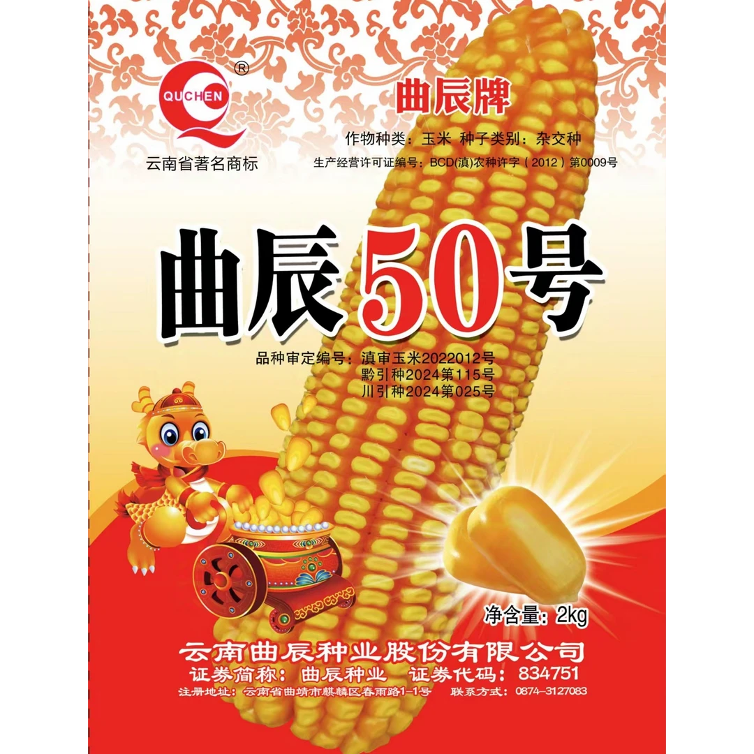 曲辰50号高产玉米品种 抗病性好 品质好