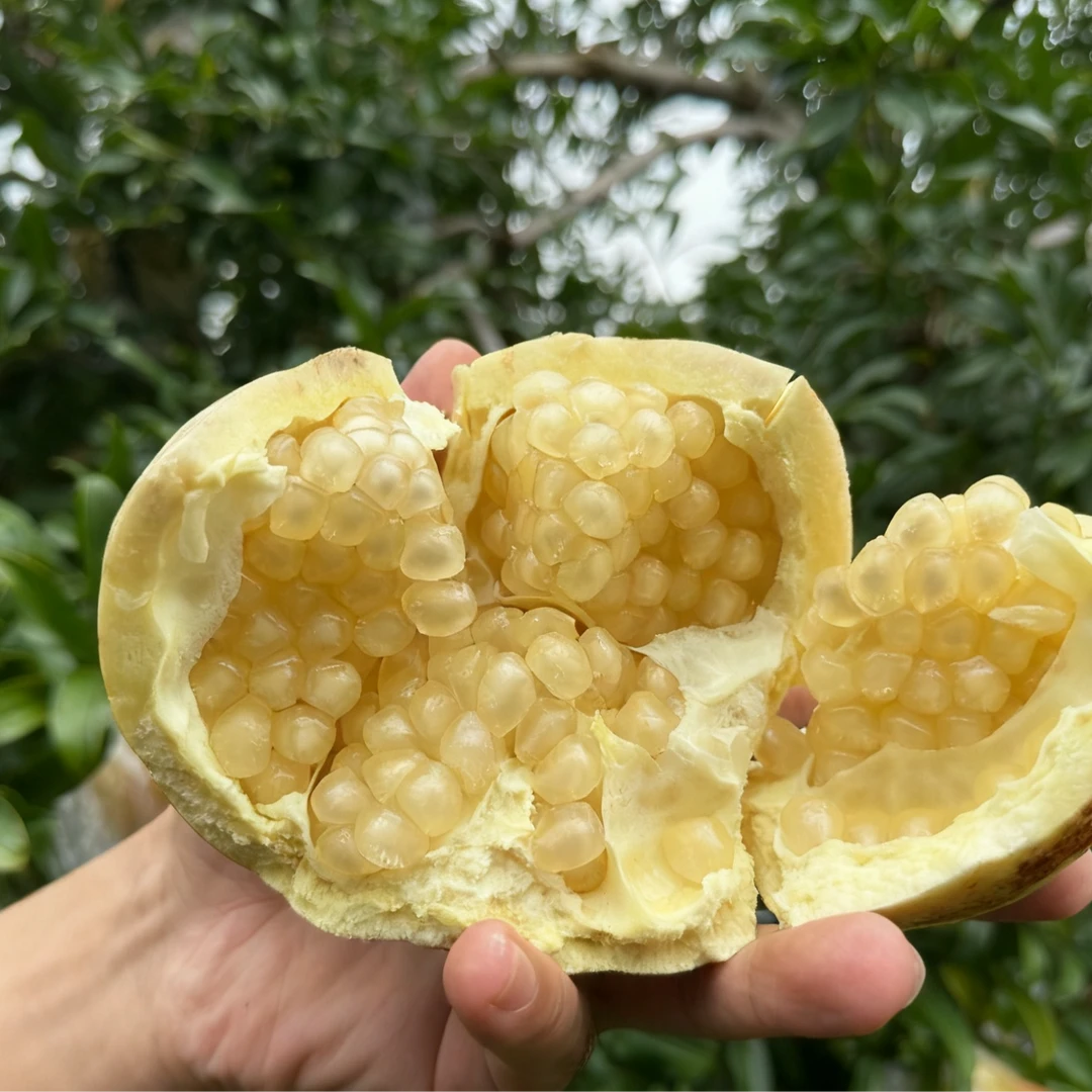 蚌埠特产涂山白花玉石籽新鲜当季水果酸甜可口果园现摘SF包邮