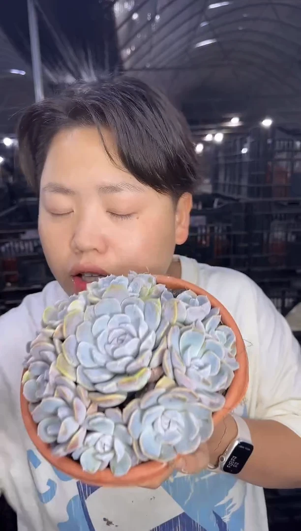手捧汉堡群8.88