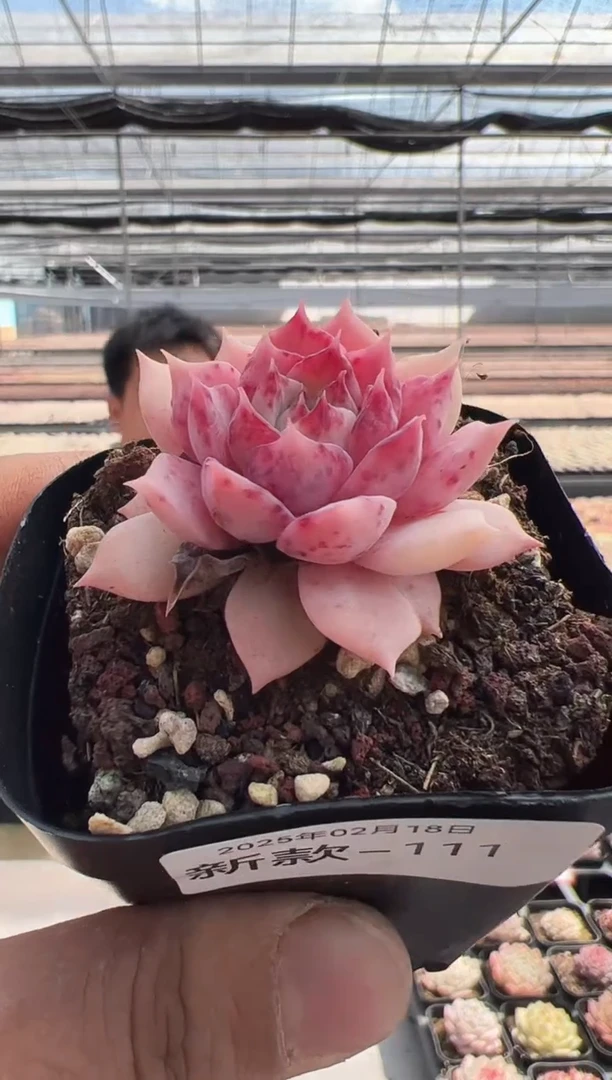 【闪购商品】新款多肉-111