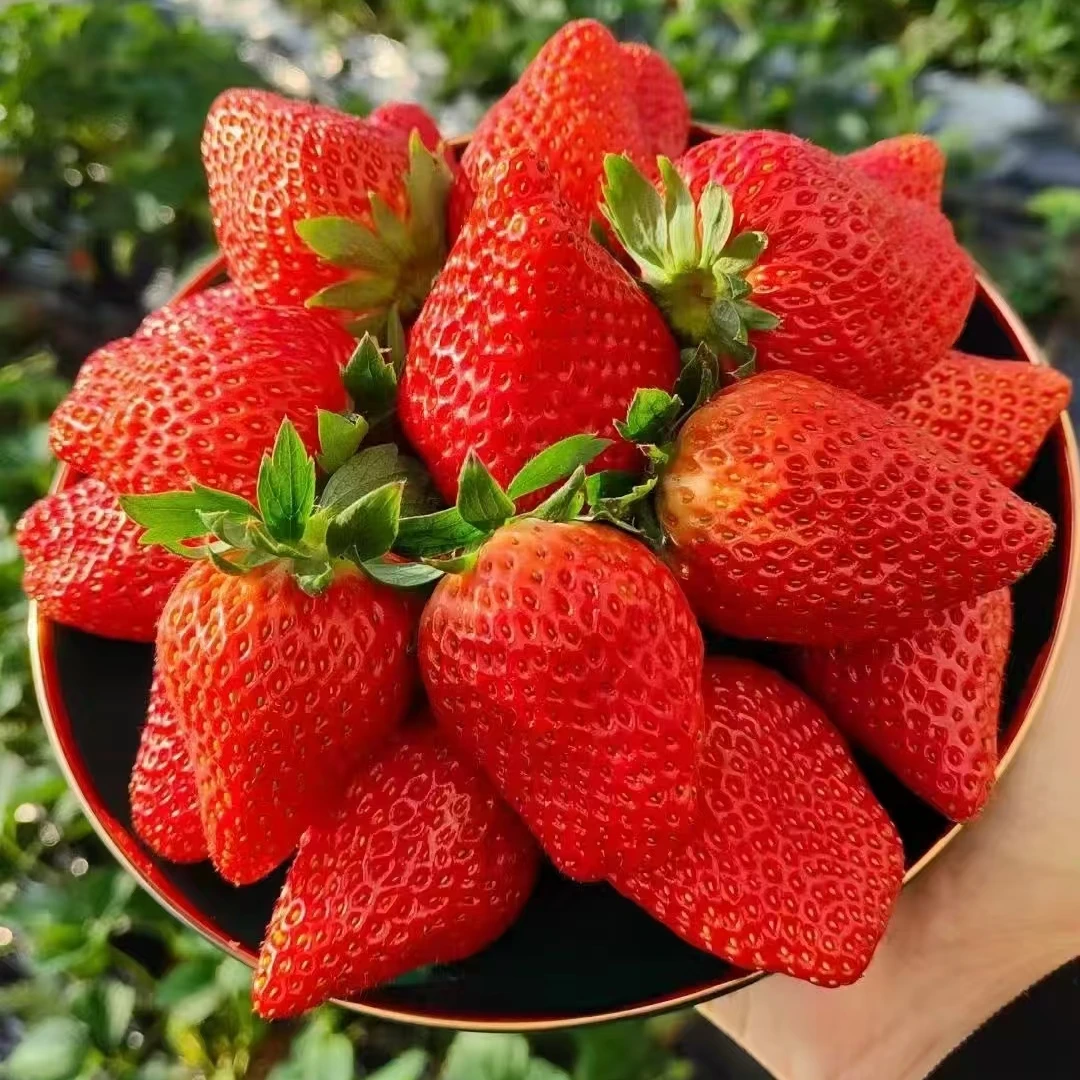 【果王】【顺丰次日达】丹东99奶油大大大草莓
