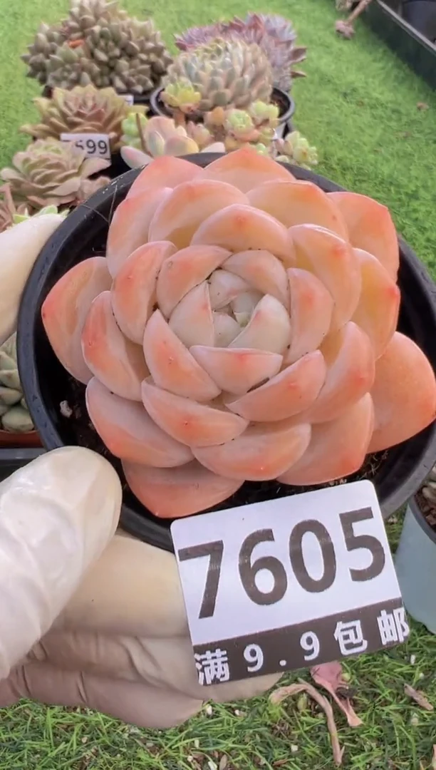 【闪购商品】信福多肉一物一拍