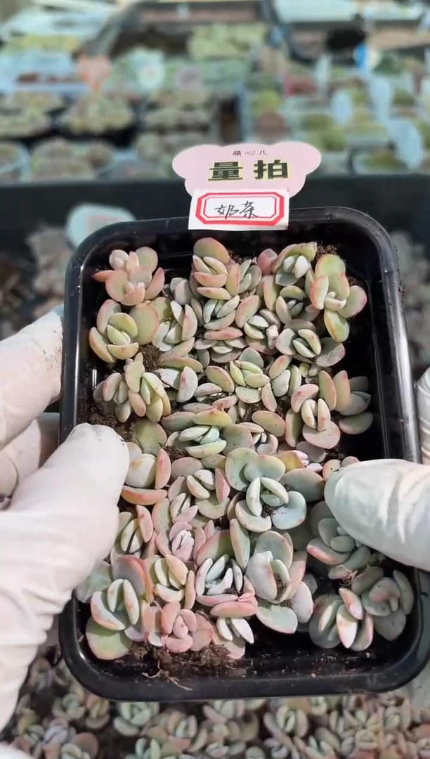 奶茶切糕1盒 量拍多肉植物