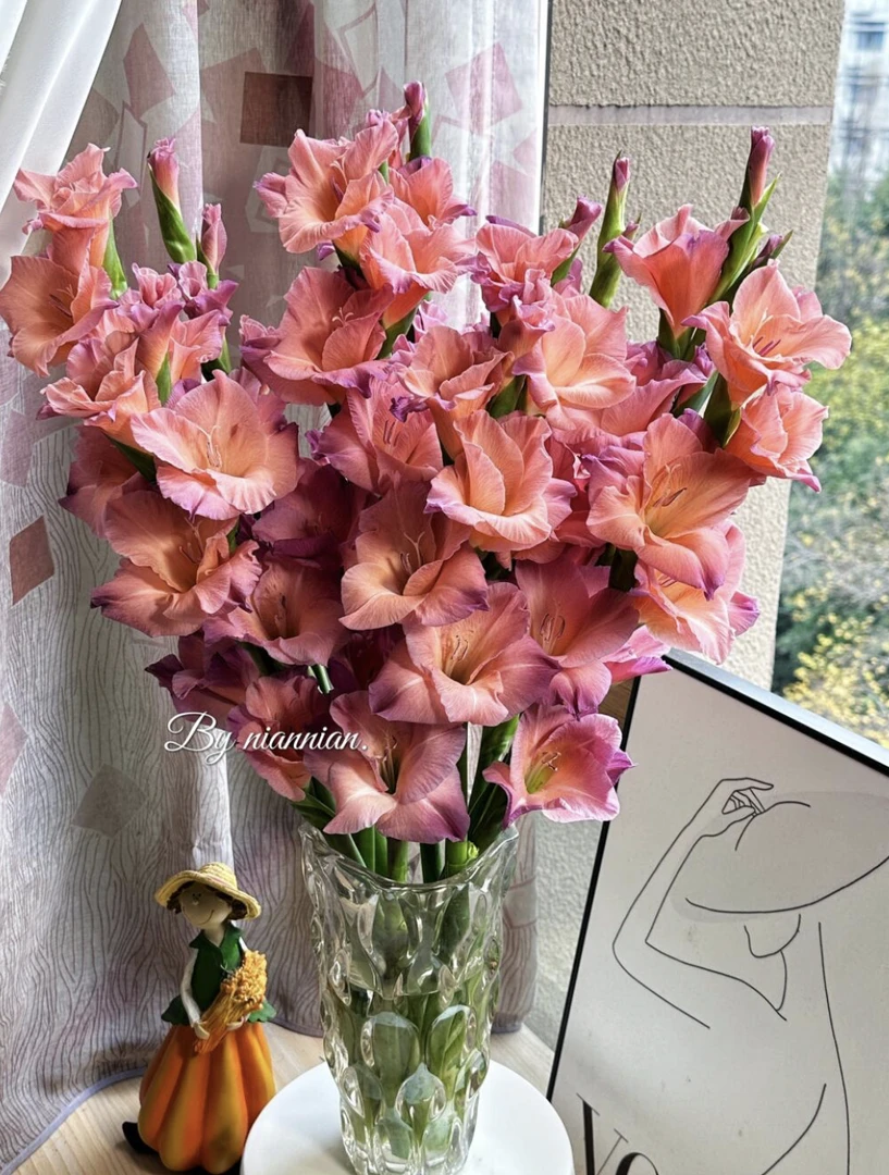【大聪明卖花】复古紫剑兰云南直发客厅高级感插花鲜花家养水养鲜花