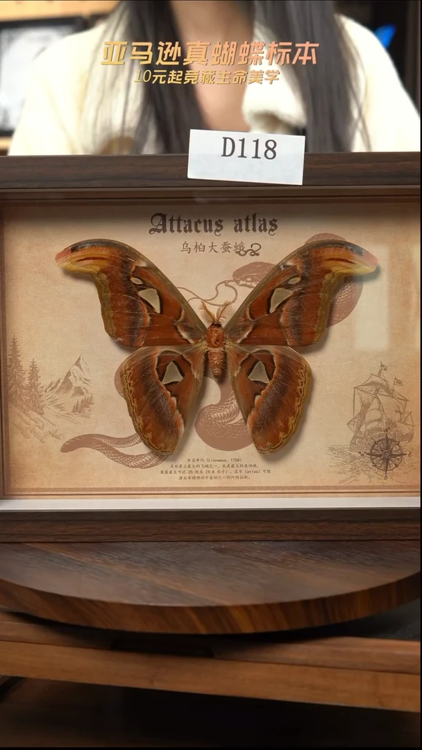 蝴蝶标本摆件竞拍d118